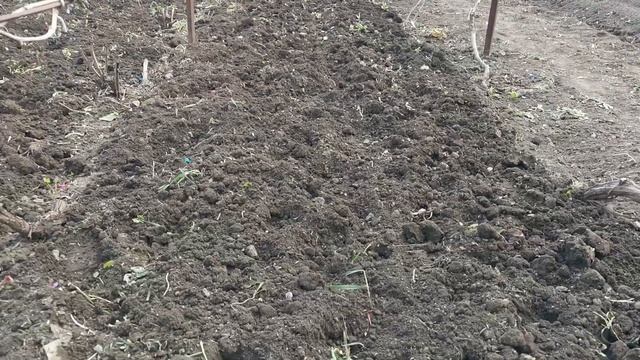 Не мульчирую виноградник, а рыхлю/ Май 2025 смотреть онлайн