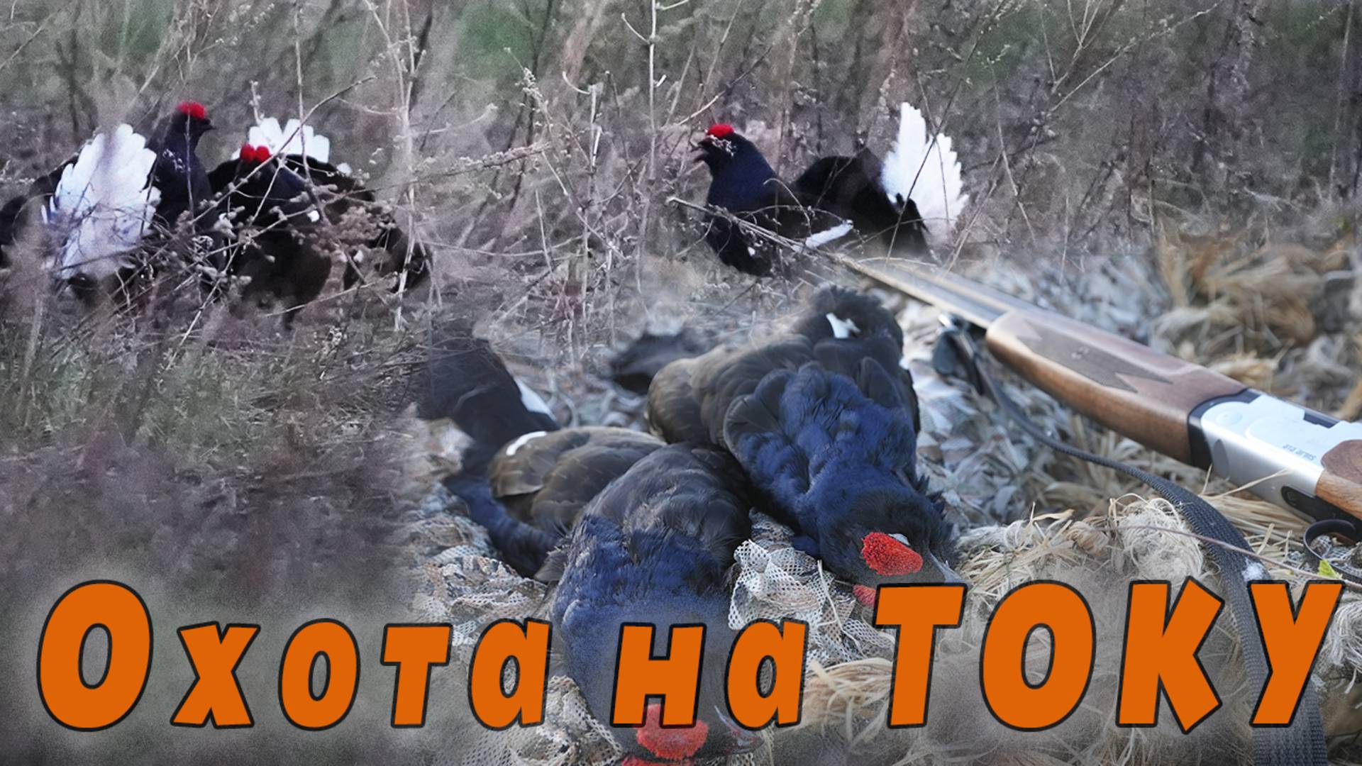 Охота на току