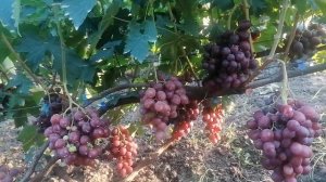 Виноград Ломбада(Калугин В.М.) виноградник Король В. Н.