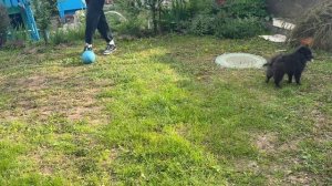 Гуляю на даче и играю в мяч