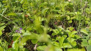 Мноого ЗЕМЛЯНИКИИИ!!!