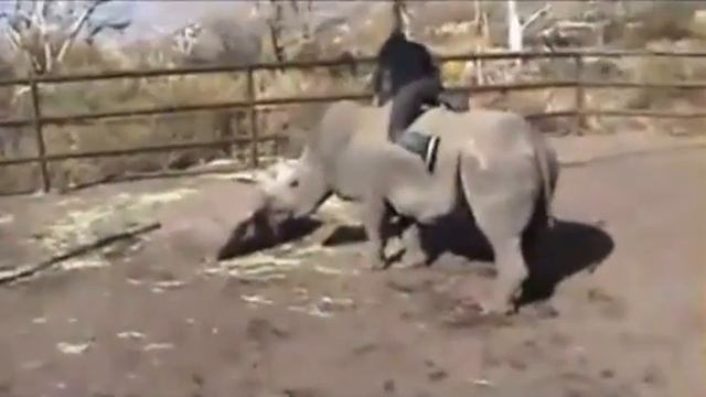 Оседлал носорога :D .flv смотреть онлайн