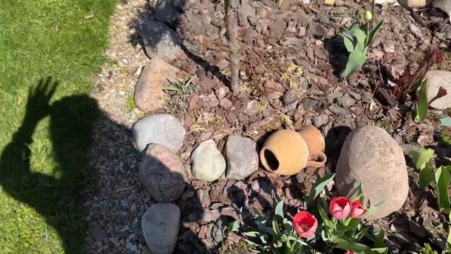 Все Сорта 🌷тюльпанов 🌷в моём саду. Поговорим и посмо смотреть онлайн