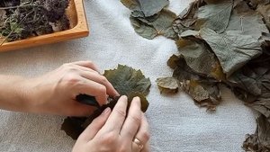 Ферментированный чай из винограда. Ферментация для ле