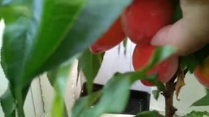 Созрели персики на балконе.