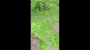 Весенние работы в саду