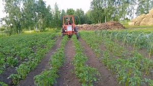 т-25, окучивание картофеля