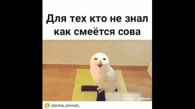 Приколы!Всем спасибо за просмотр!!Набирем 2 👍👍 и я выпушу новый ролик!! смотреть онлайн