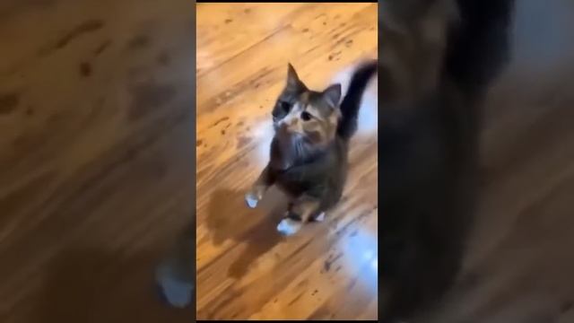 несмишные приколдесы смотреть онлайн