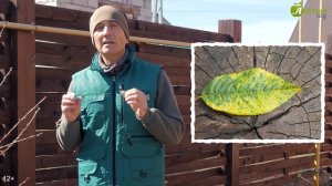 Каким бывает ХЛОРОЗ?! Учимся различать и лечить хлороз