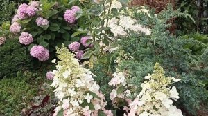 577.#Вторая волна цветения розочки Эмейзинг Грейс(или М