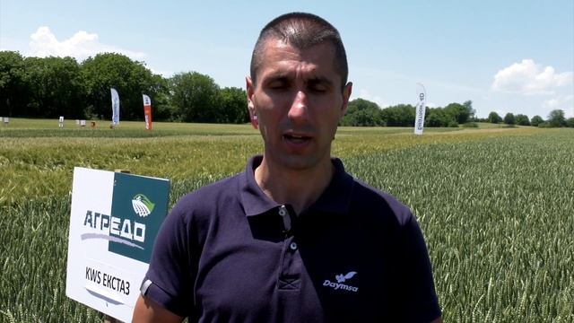 АУГУСТО - ТВЪРДА ПШЕНИЦА С ОТЛИЧНИ КАЧЕСТВА ОТ АГРЕДО ? смотреть онлайн