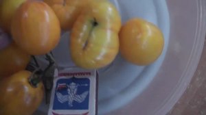 Томат Атомный закат Брэда