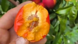 Нектарин Харблейз. Nectarine Harblaize. Смачний, невибагливий с