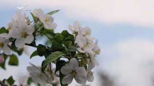 Нюансы фруктово-ягодной науки. Агрокурьер