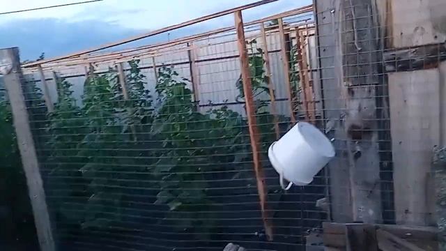 Стали собирать много огурцов. смотреть онлайн