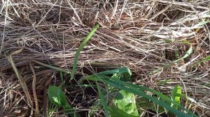 19.10.24г.У нас так тепло что пророс лук, теплая осень в ра?