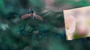 Танец цветов. Пётр Дранга "Веро"