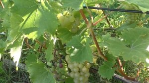 Циравас Аграа. Ультраранний мускат. Урожай 2024