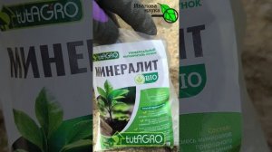 Вот так подкормите клубнику и она завалит вас урожаем вкусных ягод!