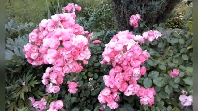 Роза Angela смотреть онлайн