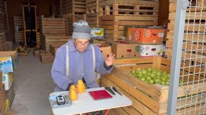 Груша осеннего срока созревания Выжница.