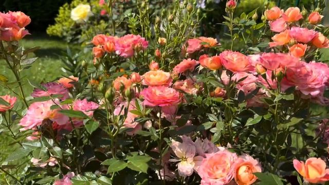 Моя лучшая роза флорибунда - роза «Бриоза (Briosa)» смотреть онлайн