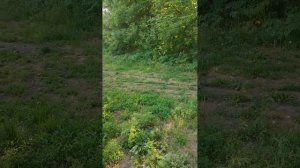 наша речка и разговор о подписках, лайках и т.д.