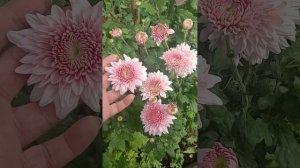 Хризантема корейская Гомпи Пинк