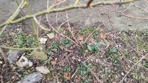 Весенняя обрезка неизвестного куста, шиповника и взро