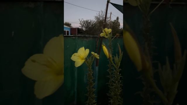 В Ставрополе цветы раскрываются ￼ смотреть онлайн