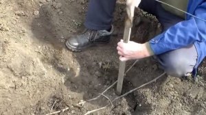 Размножение винограда отводками ч.1