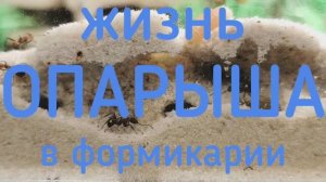 Опарыш прожил неделю в формикарии