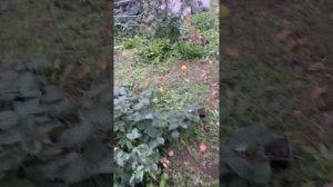 Ежевика не успевает вызреть. Надо ли прищипывать весн?