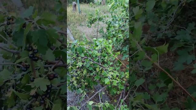 ЧЕРНАЯ СМОРОДИНА В ИЮНЕ #элен_ку смотреть онлайн