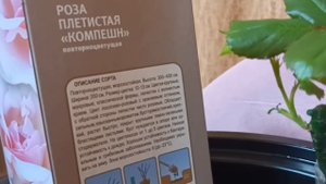 Как сохранить розу купленную в феврале 🌹