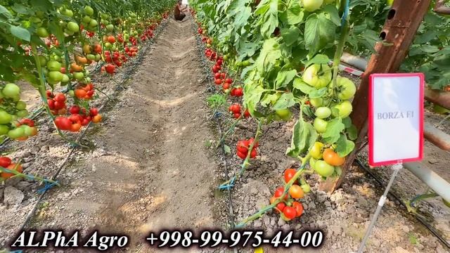 Марганцовка фойдаси. ￼Помидор етиштириш бўйича ￼Анд? смотреть онлайн