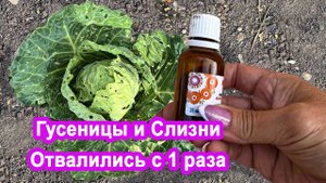 Слизни и гусеницы исчезнут. Копеечный народный рецепт. Избавляемся от вредителей на капусте
