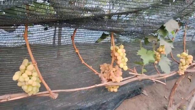 Виноград Дынька смотреть онлайн