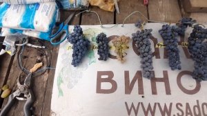 Лучшие американские технические сорта винограда