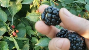 Ежевика Вошито. Отличный сорт.Начало созревания 30 июн?