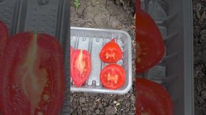 Томат Надежда Тарасенко.🍅
