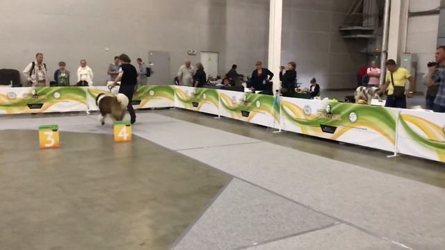 СКАЗОЧНОГО ПОЛКА ВОЕВОДА смотреть онлайн