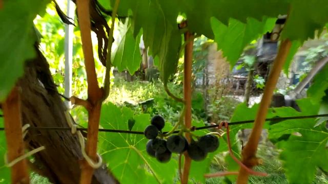 6 сентября 2024 г. виноград Муромец Херсон 👍🍇🇺🇦 смотреть онлайн