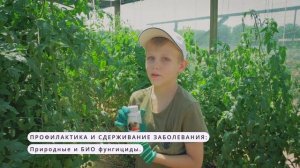 Фузариозное увядание томатов - вскрываем больное раст