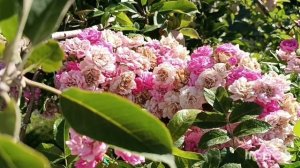 Брентано Роуз мускусный гибрид 🌹