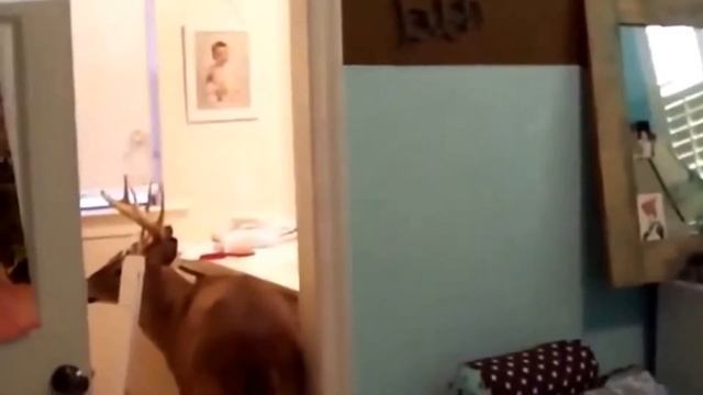 МЕГА ПРИКОЛЫ :-) РЖАЧЬ №2 смотреть онлайн