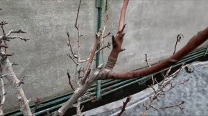 Плодовые образования на груше, как отличить плодовые ?