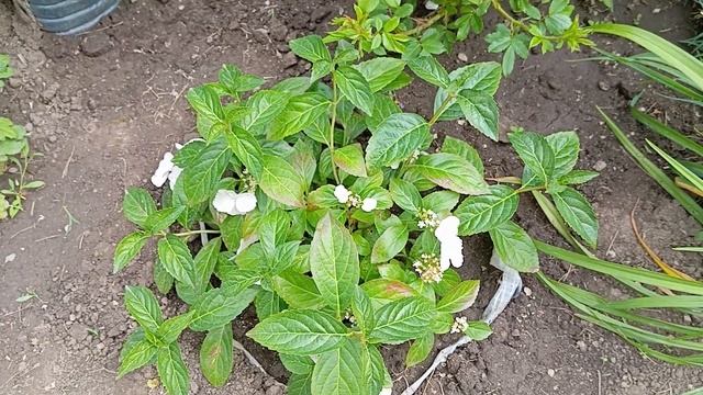 Мускусна троянда Букет Парфе із розплідника "Долина Р? смотреть онлайн