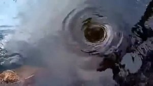 Собака спасла жизнь своему хозяину